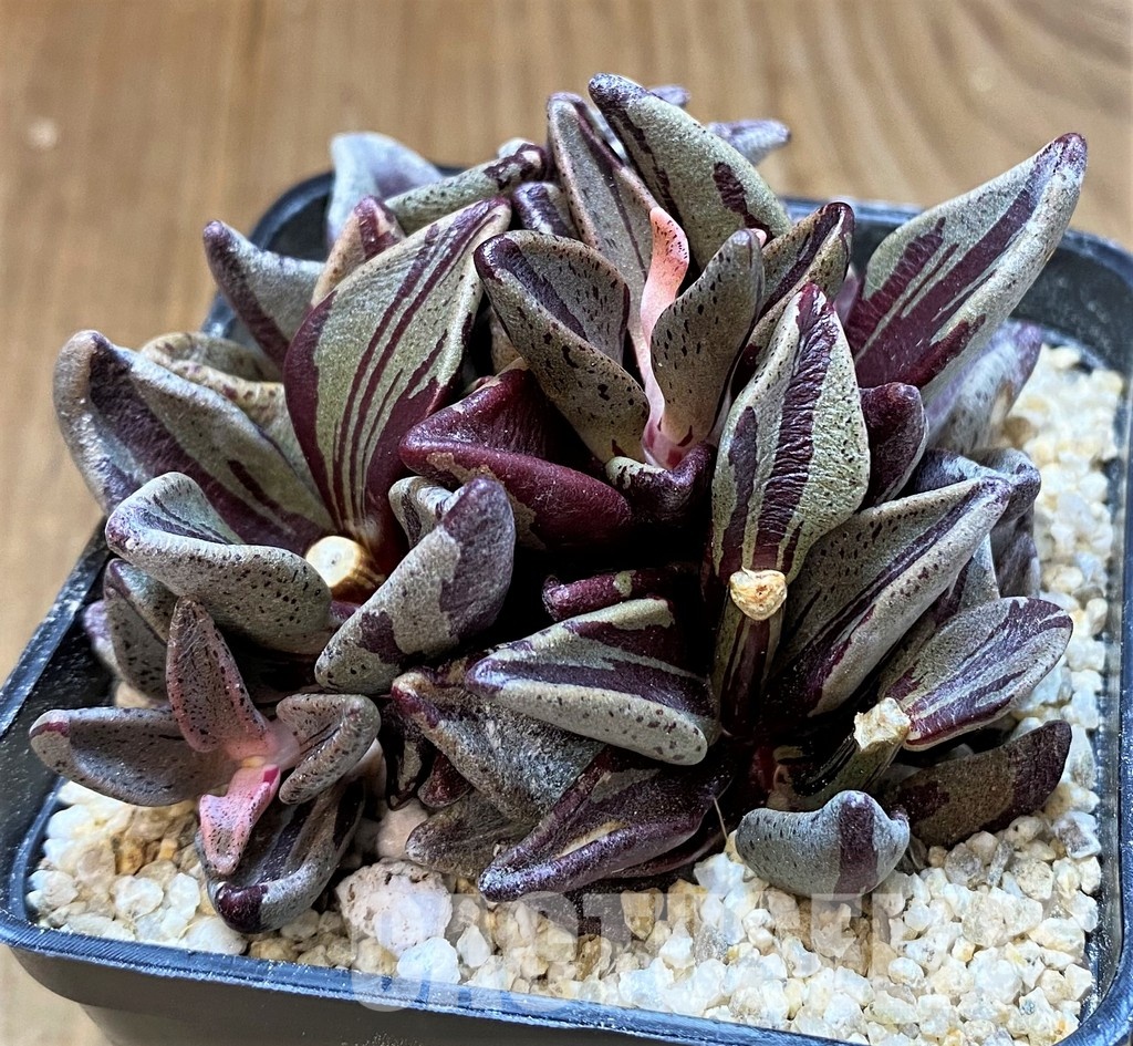 SH31353 Lenophyllum guttatum f. variegata