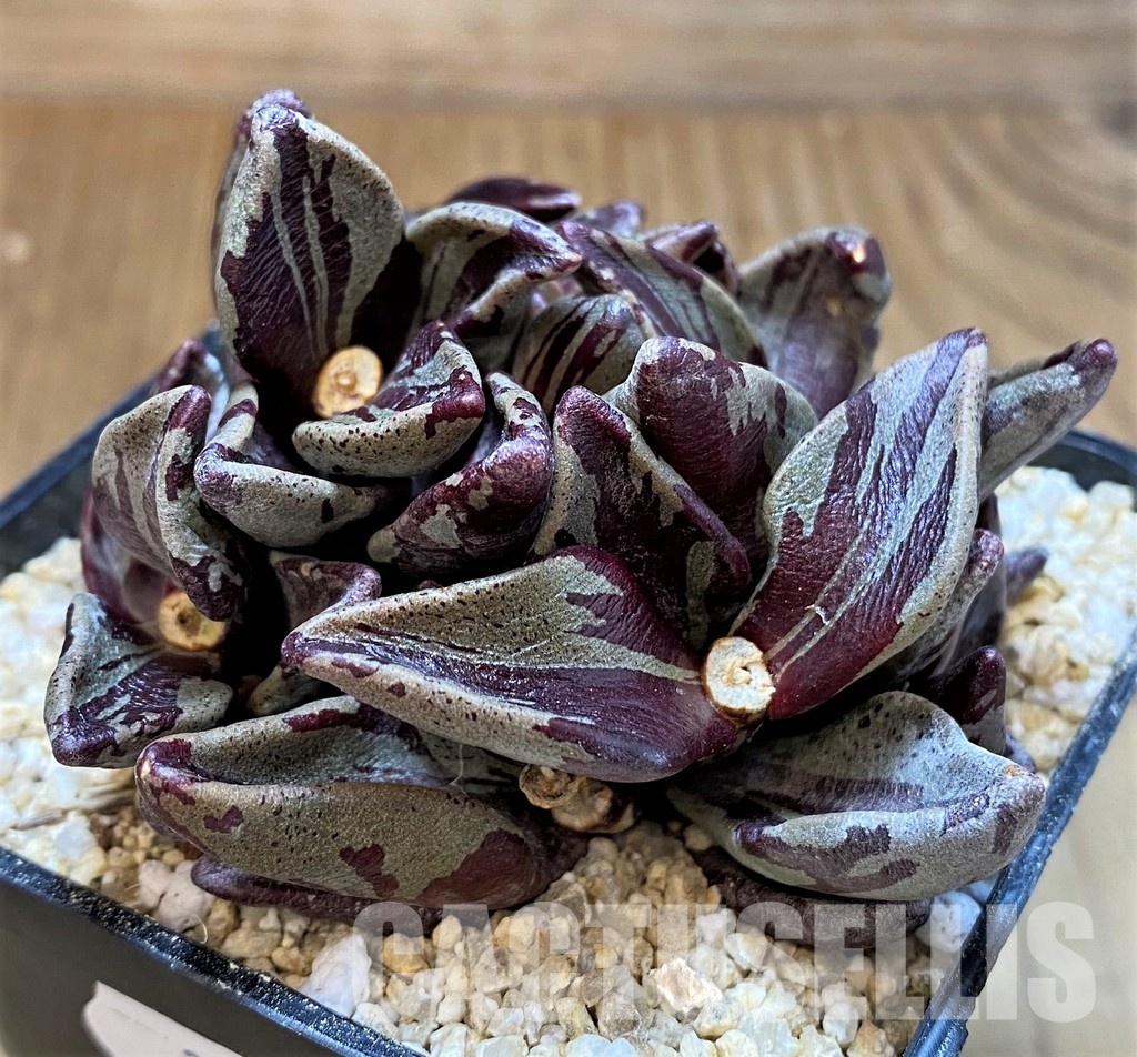 SH31354 Lenophyllum guttatum f. variegata – Image 2