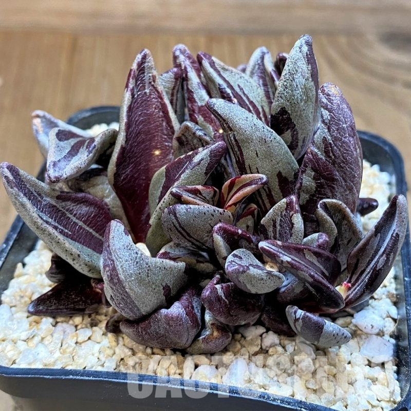 SH31354 Lenophyllum guttatum f. variegata