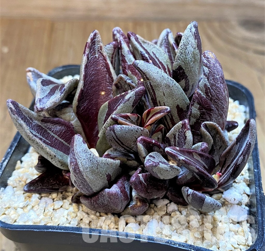 SH31354 Lenophyllum guttatum f. variegata