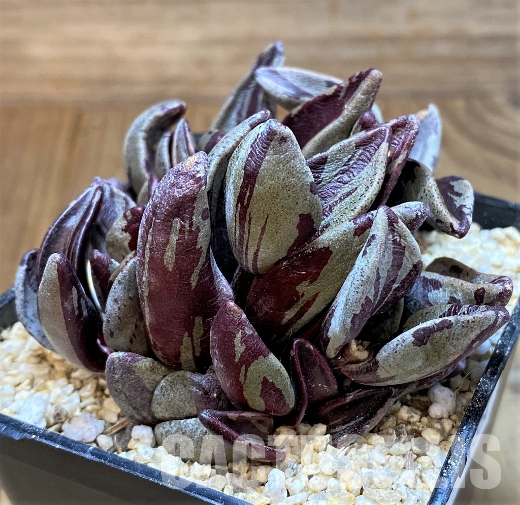 SH31354 Lenophyllum guttatum f. variegata – Image 3