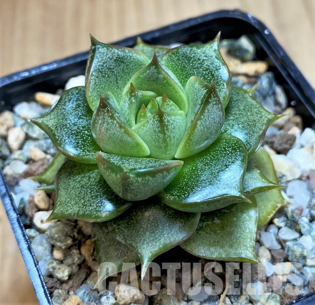 SH31355 Echeveria purpusorum hybrid – Image 3