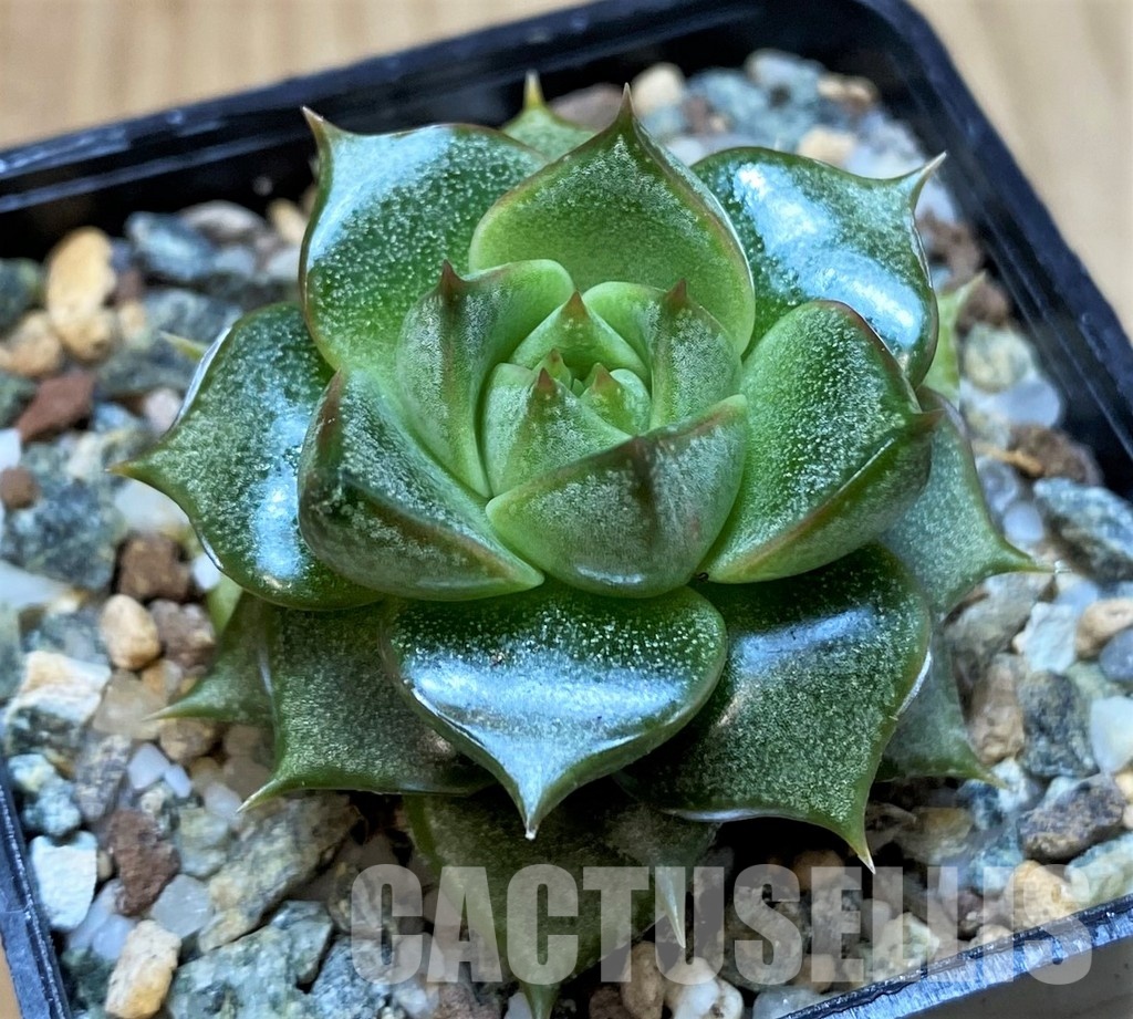 SH31355 Echeveria purpusorum hybrid – Image 2