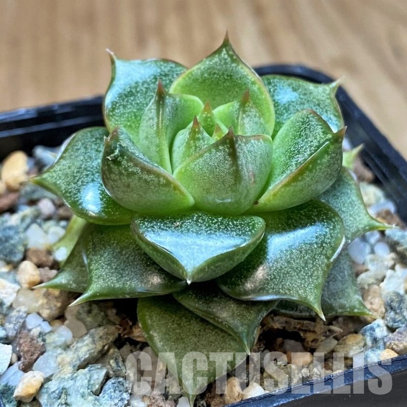 SH31355 Echeveria purpusorum hybrid