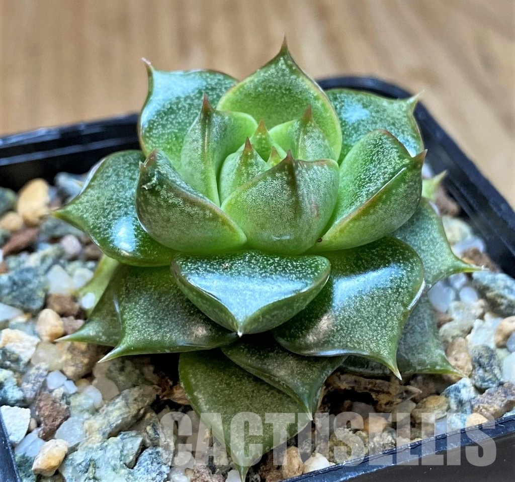 SH31355 Echeveria purpusorum hybrid
