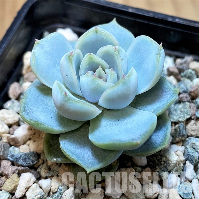 SH31356 Echeveria 'Ice Green'