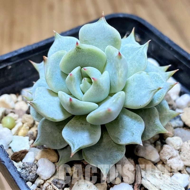 SH31357 Echeveria ‘Beatrice’
