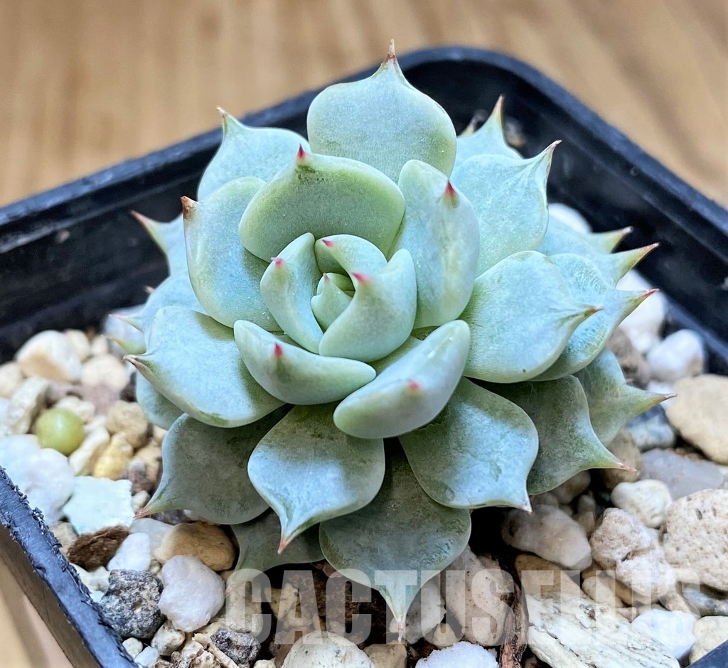SH31357 Echeveria ‘Beatrice’