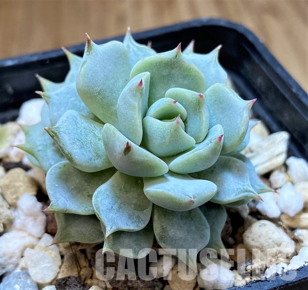 SH31357 Echeveria ‘Beatrice’ - Image 2
