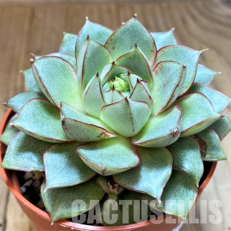 SH31358 Echeveria 'Fabiola'