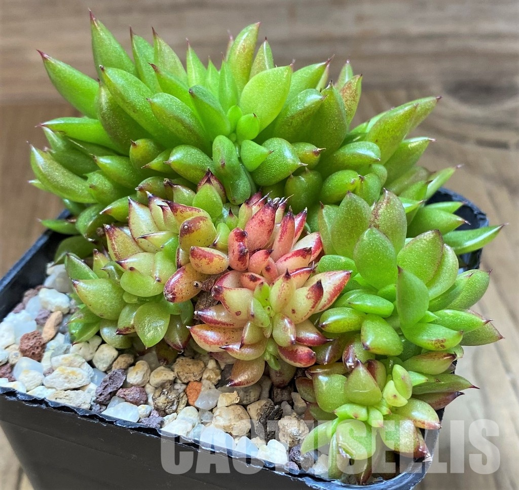 SH31359 Echeveria agavoides f. cristata - Image 2