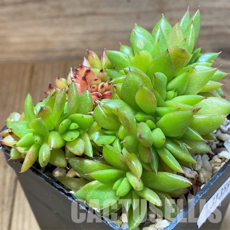 SH31359 Echeveria agavoides f. cristata