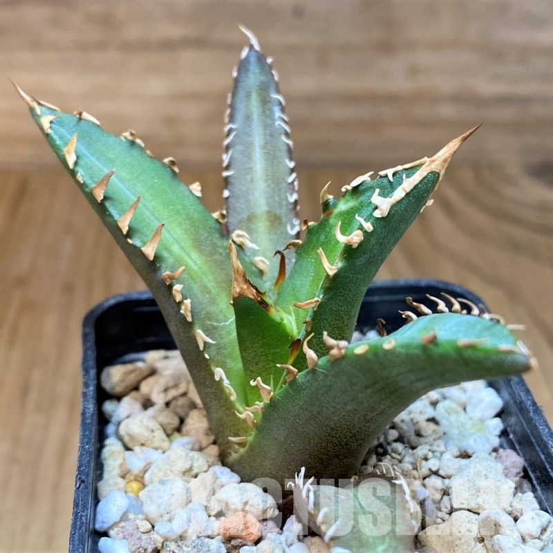 SH31310 Agave titanota 'Red Catweazle'