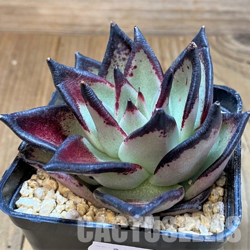 SH31360 Echeveria agavoides ‘Black Ebony’