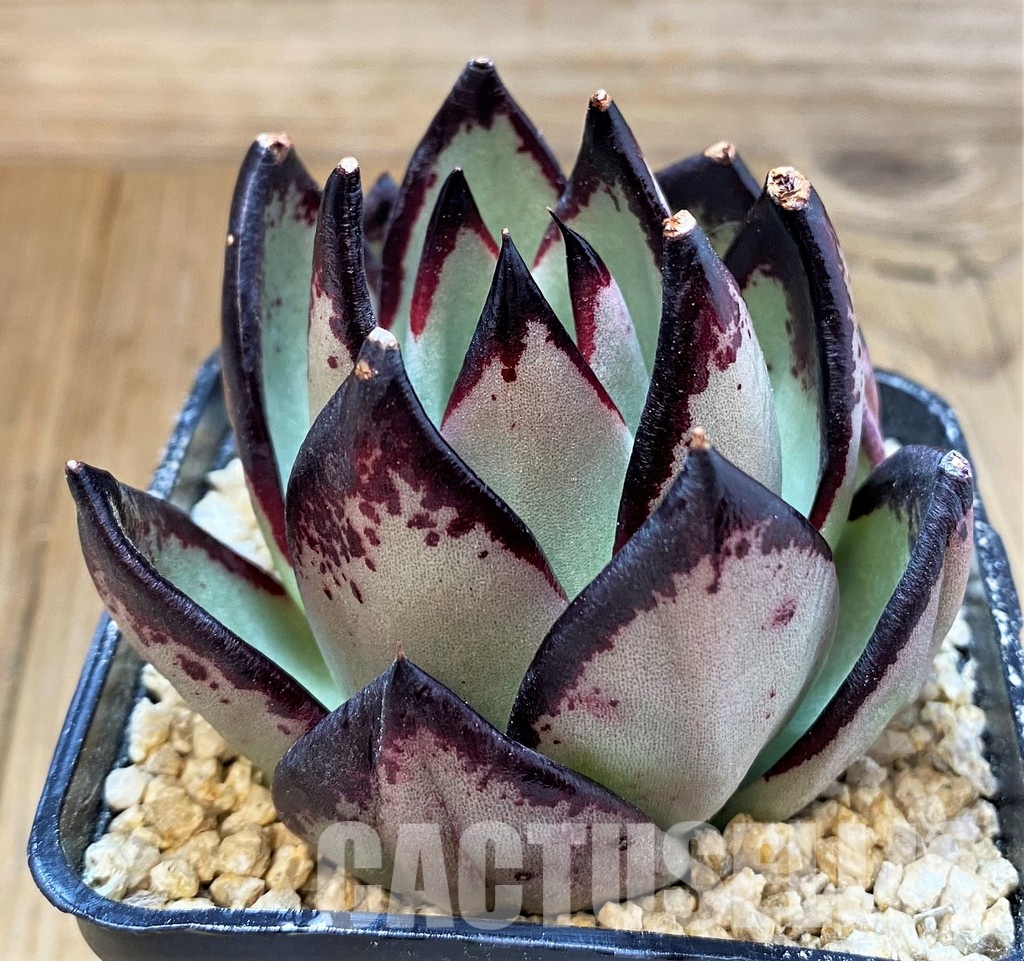 SH31361 Echeveria agavoides ‘Black Ebony’ – Image 2