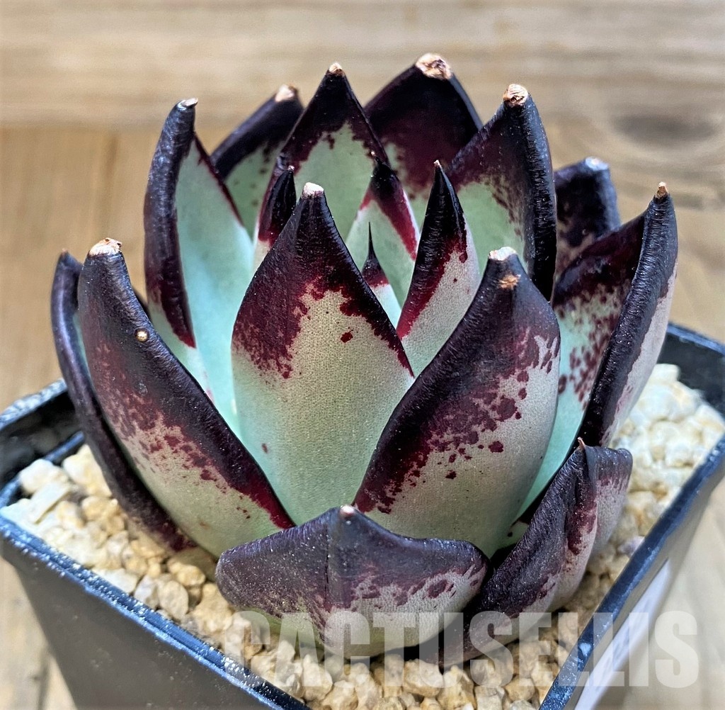 SH31361 Echeveria agavoides ‘Black Ebony’