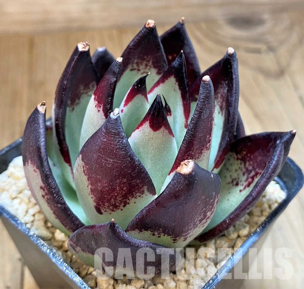 SH31361 Echeveria agavoides ‘Black Ebony’ – Image 3