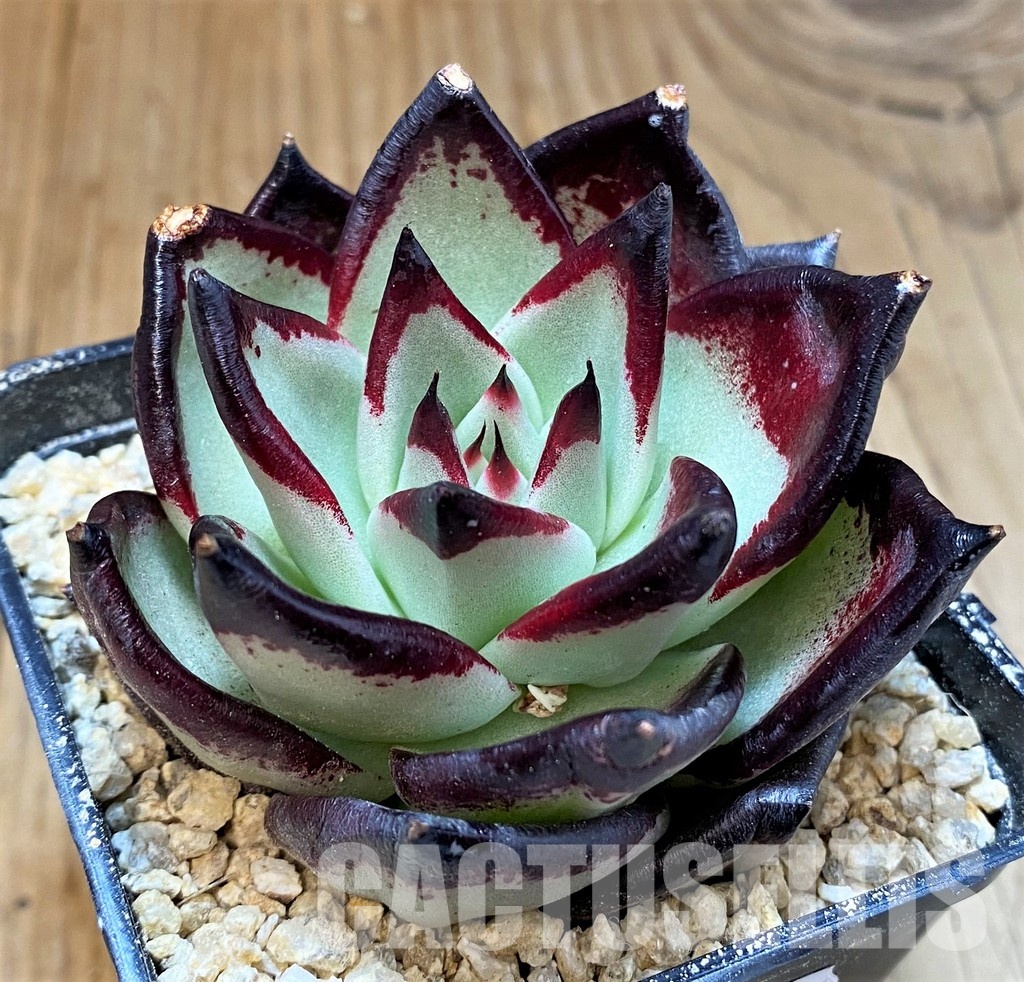 SH31362 Echeveria agavoides ‘Black Ebony’ - Image 2