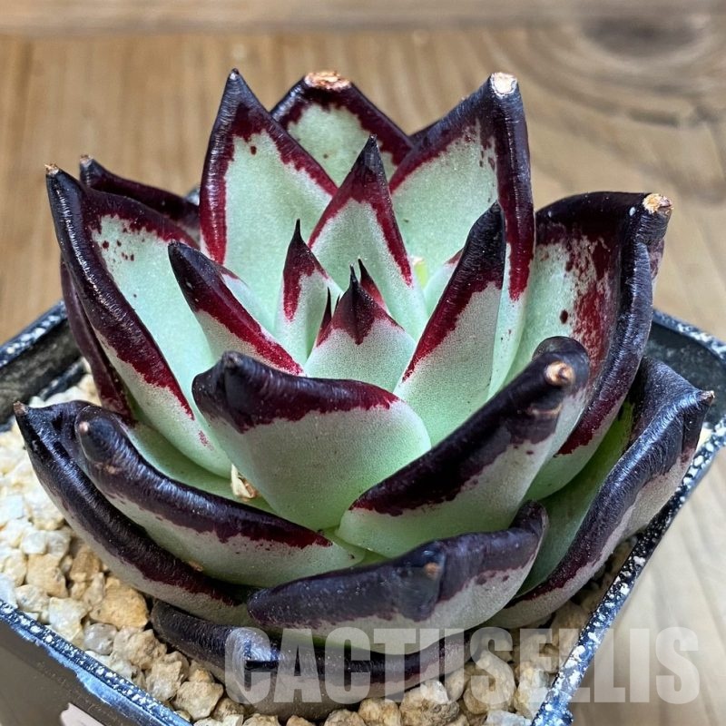 SH31362 Echeveria agavoides ‘Black Ebony’