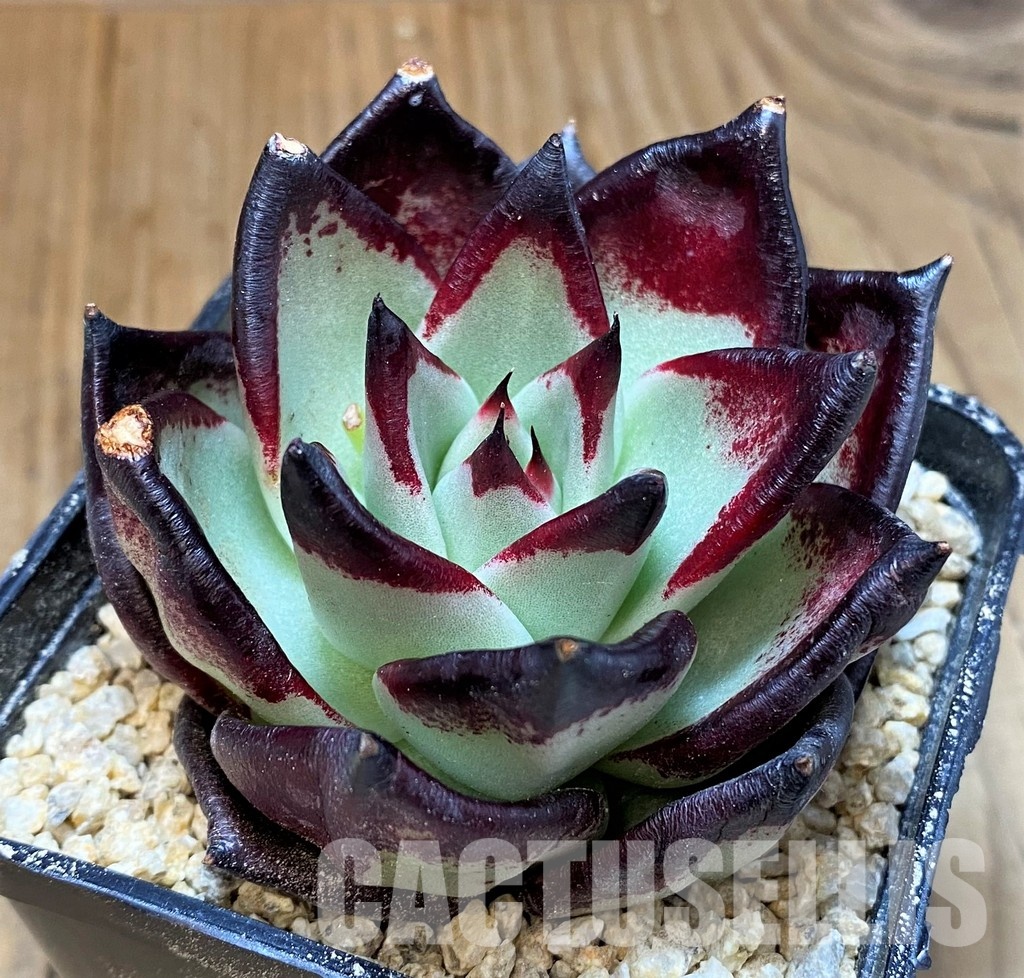SH31362 Echeveria agavoides ‘Black Ebony’ - Image 3