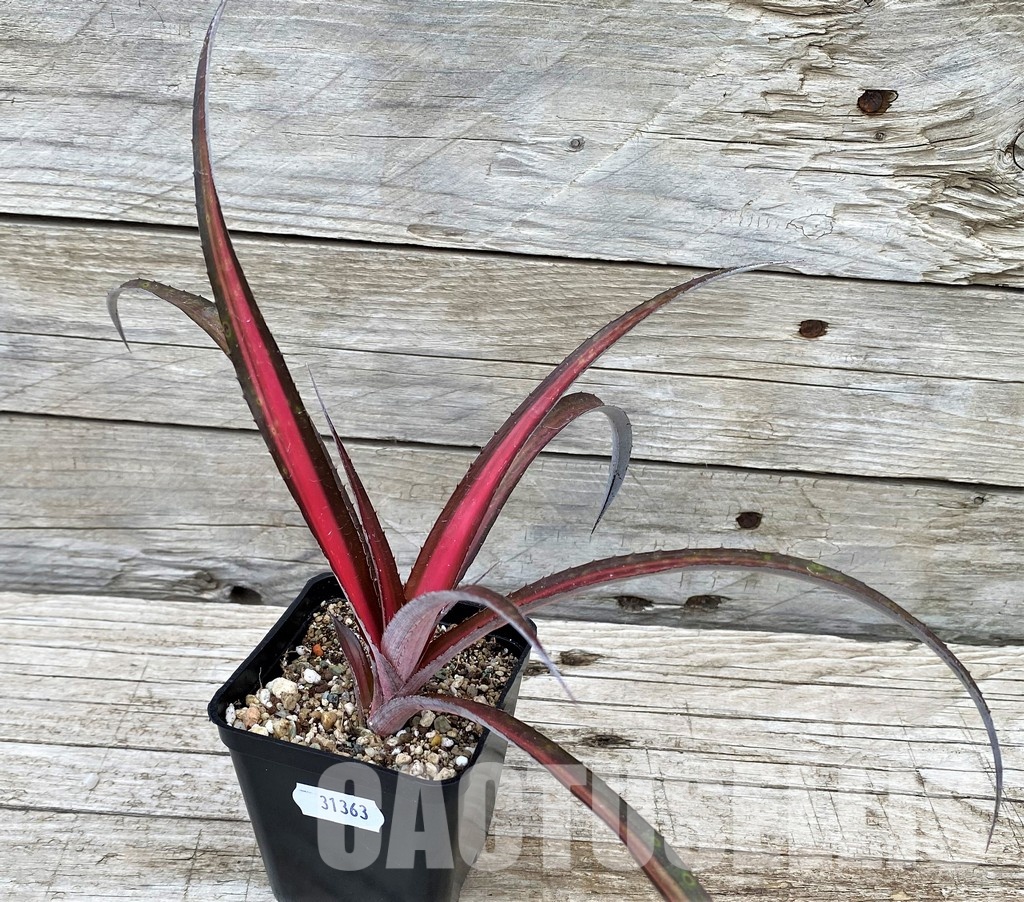 SH31363 Biltanthus 'Red Burst' - Image 3