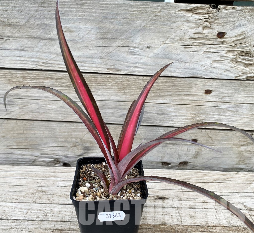 SH31363 Biltanthus 'Red Burst' - Image 2