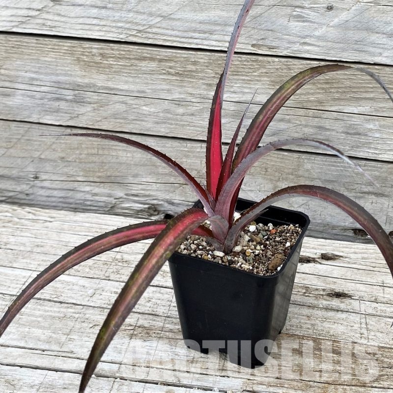 SH31363 Biltanthus 'Red Burst'