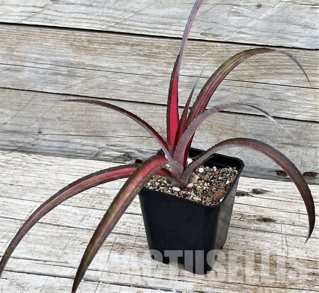 SH31363 Biltanthus 'Red Burst'