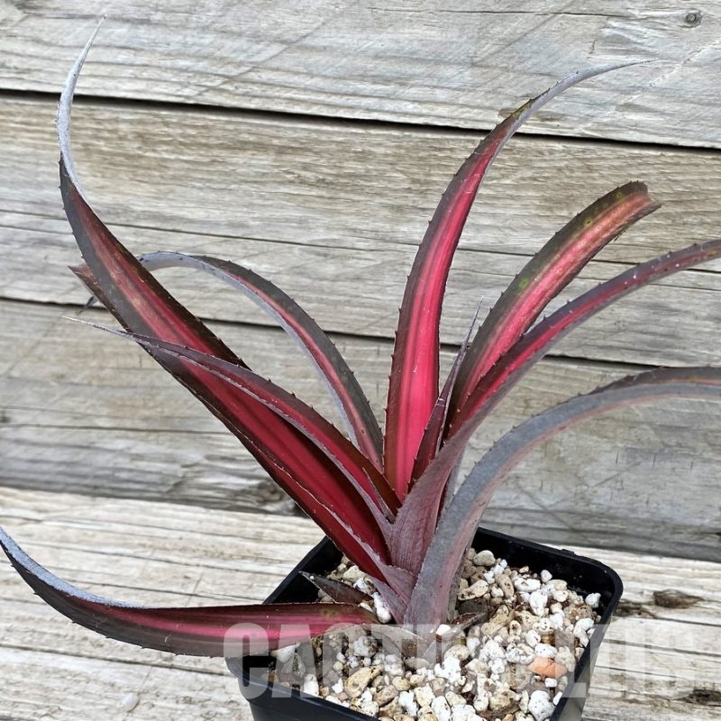 SH31363 Biltanthus 'Red Burst'