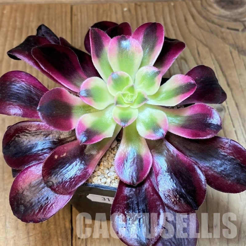 SH31365 Aeonium ‘Pink/Red Witch’