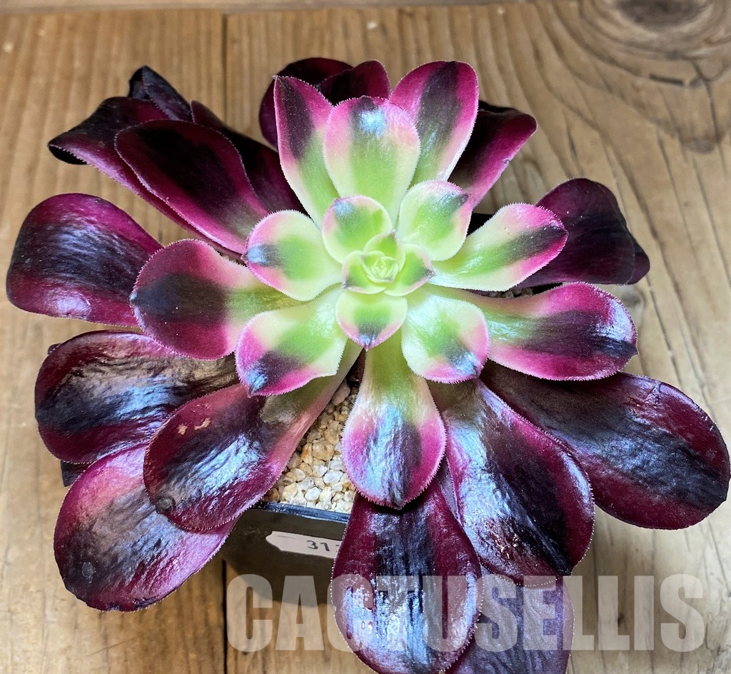 SH31365 Aeonium ‘Pink/Red Witch’