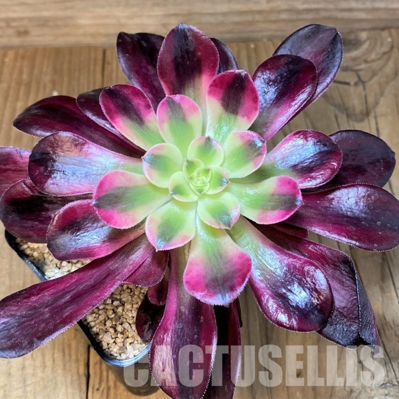 SH31366 Aeonium ‘Pink/Red Witch’