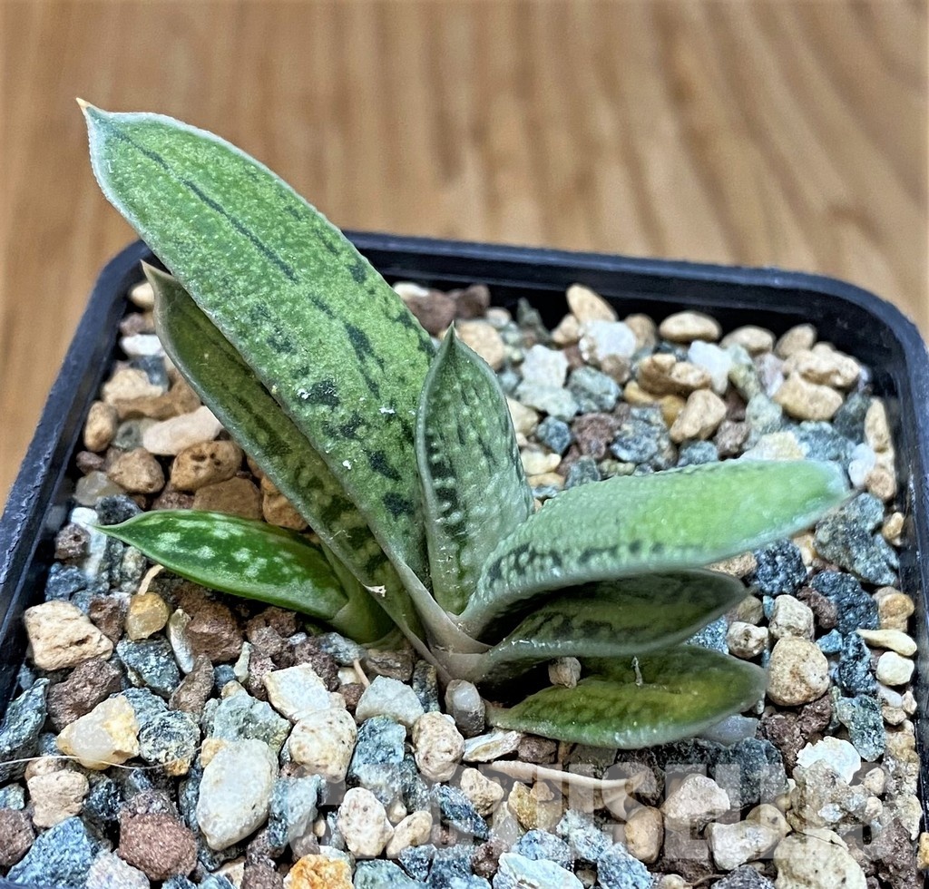SH31305 Gasteria ‘Little Warty’ hybrid - Image 2