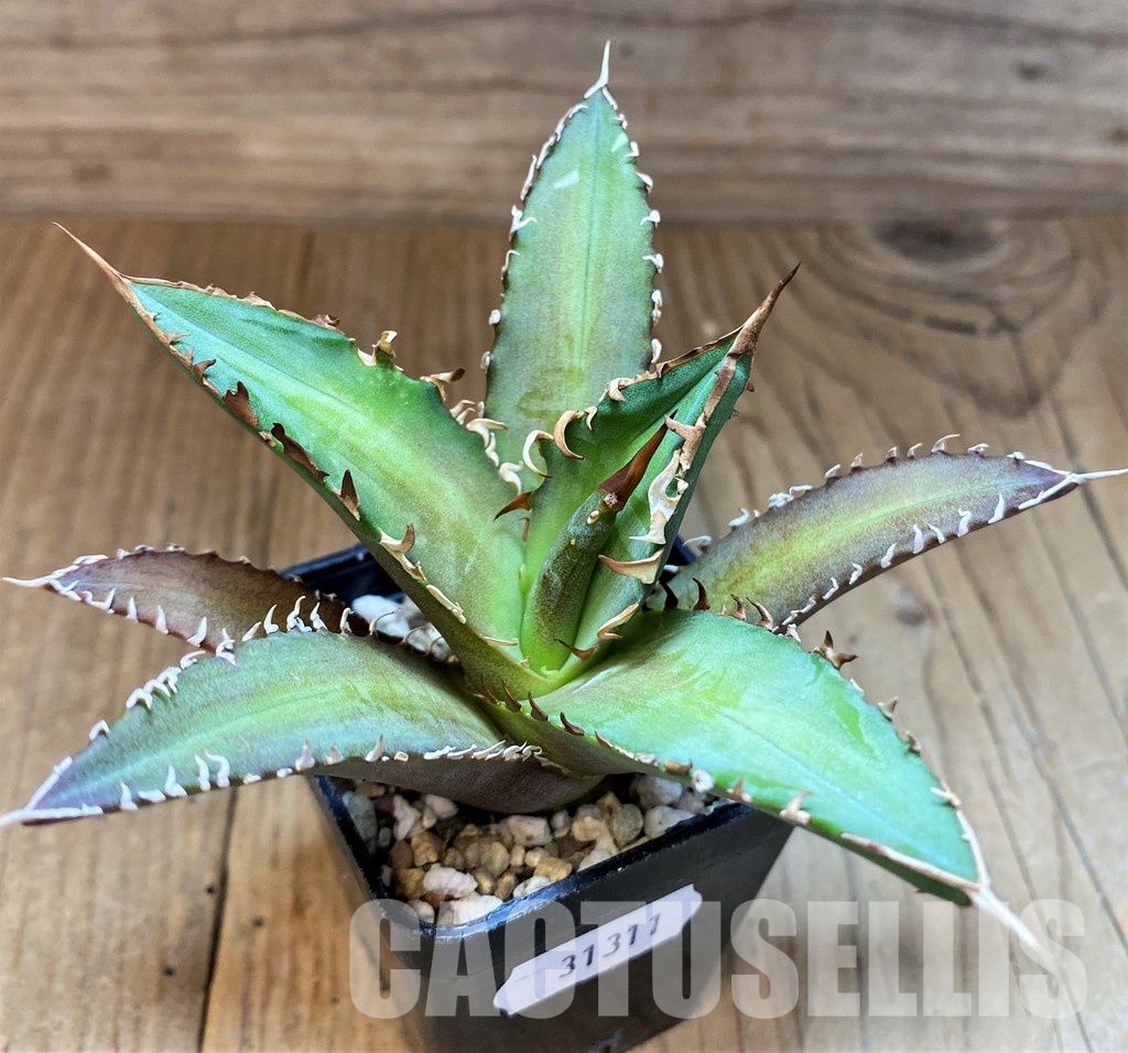 SH31311 Agave titanota 'Red Catweazle' - Image 2
