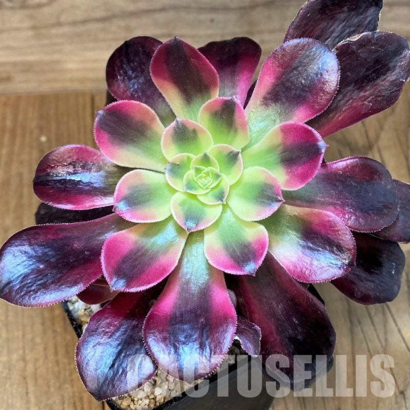 SH31367 Aeonium ‘Pink/Red Witch’