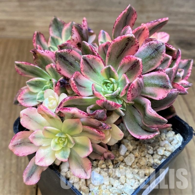 SH31369 Aeonium ‘Sweet Tea’