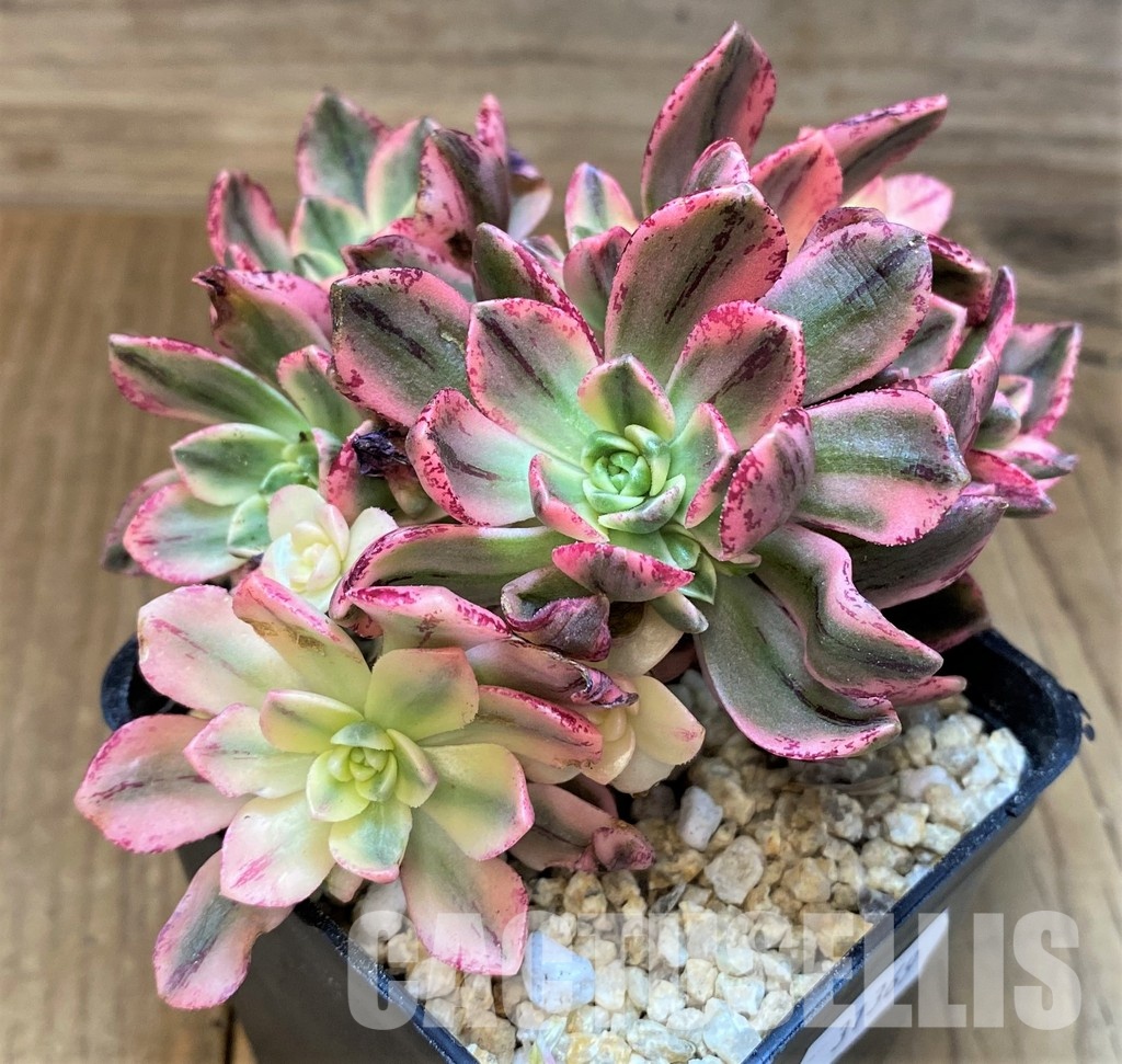 SH31369 Aeonium ‘Sweet Tea’