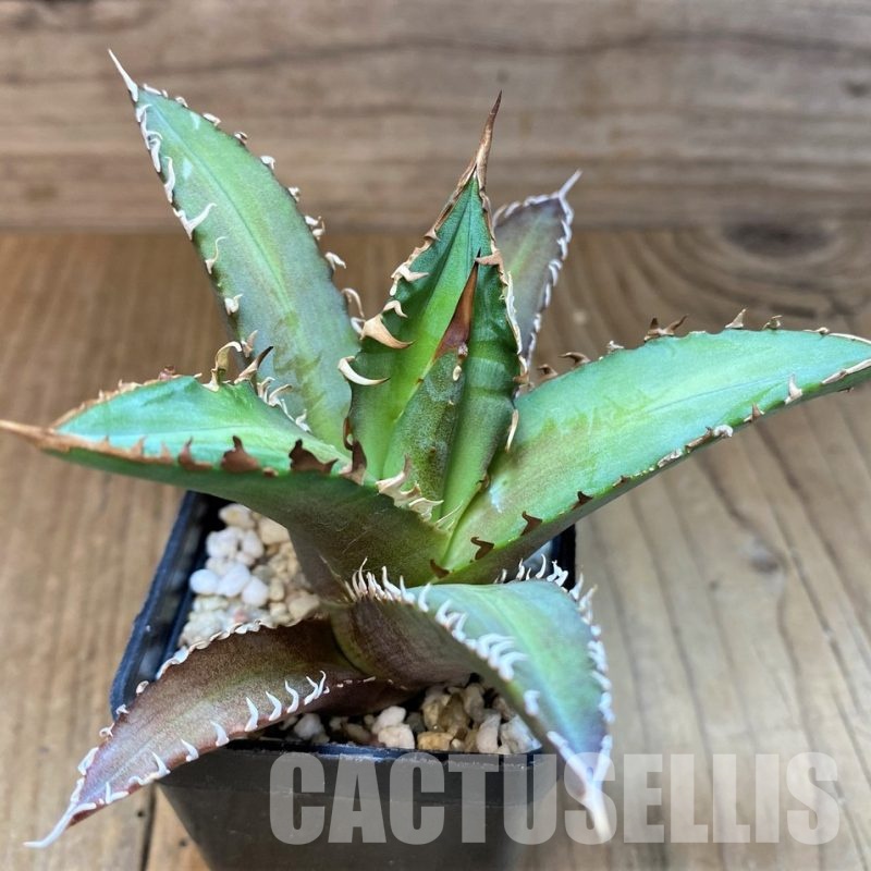 SH31311 Agave titanota 'Red Catweazle'