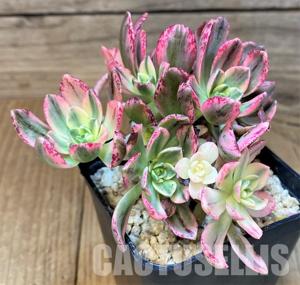 SH31369 Aeonium ‘Sweet Tea’ - Image 2