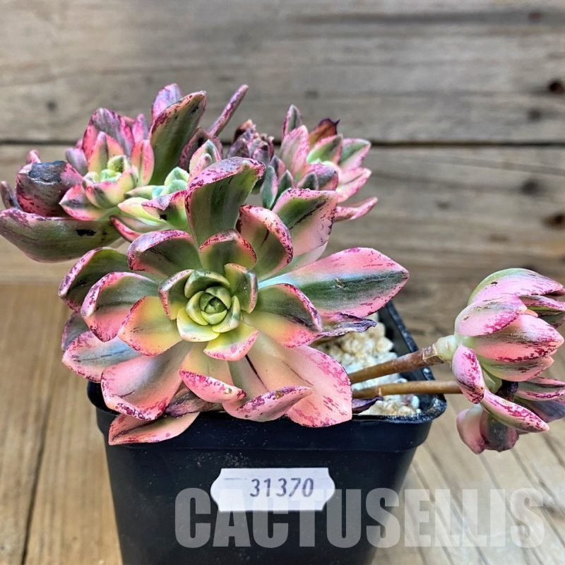 SH31370 Aeonium ‘Sweet Tea’