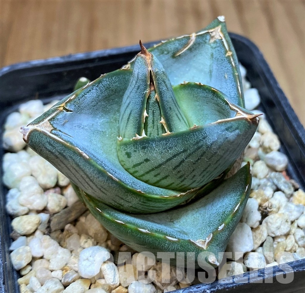 SH31312 Agave pumila - Image 2