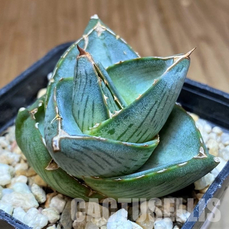 SH31312 Agave pumila