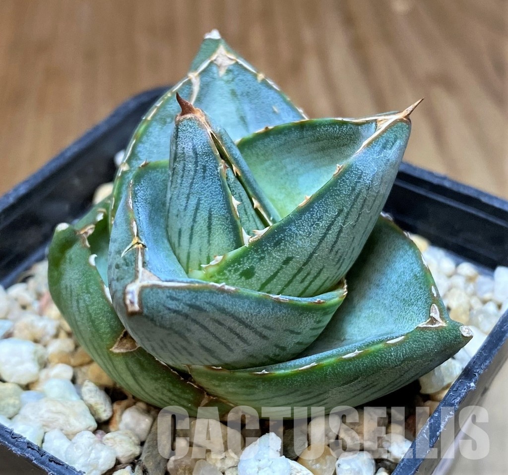 SH31312 Agave pumila