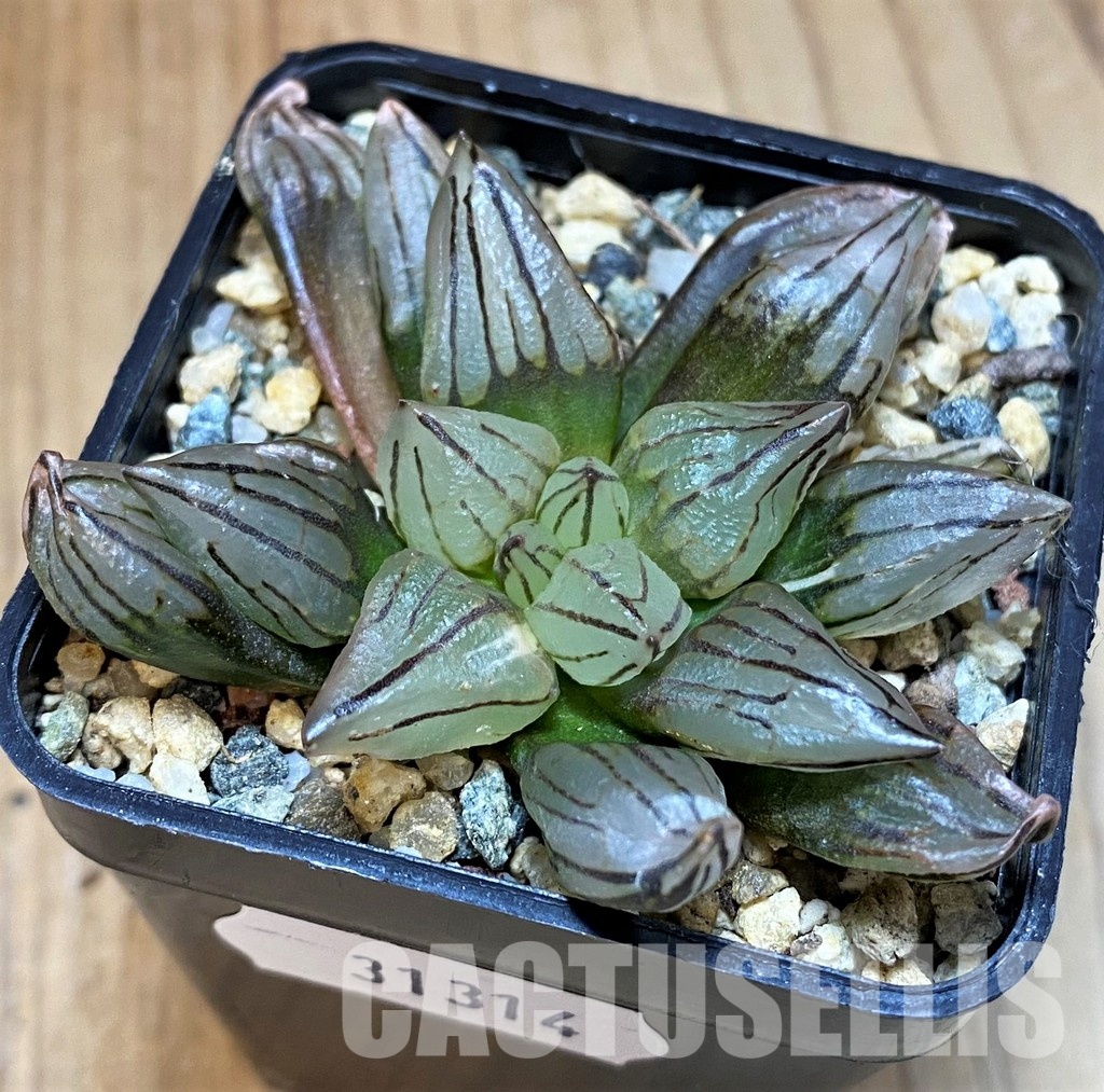 SH31314 Haworthia atrofusca 'Watermelon' ex f. variegata