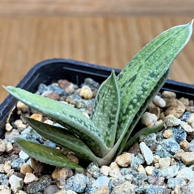 SH31305 Gasteria ‘Little Warty’ hybrid