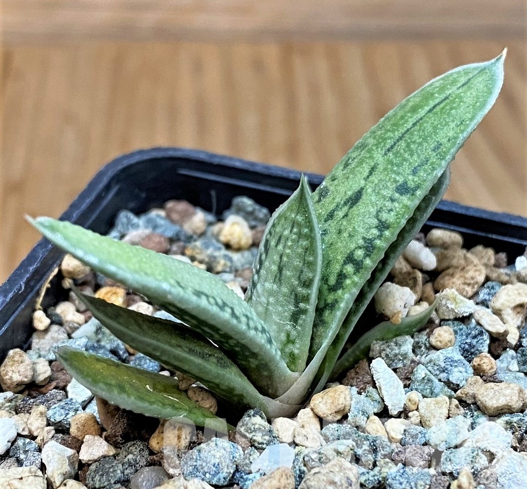 SH31305 Gasteria ‘Little Warty’ hybrid