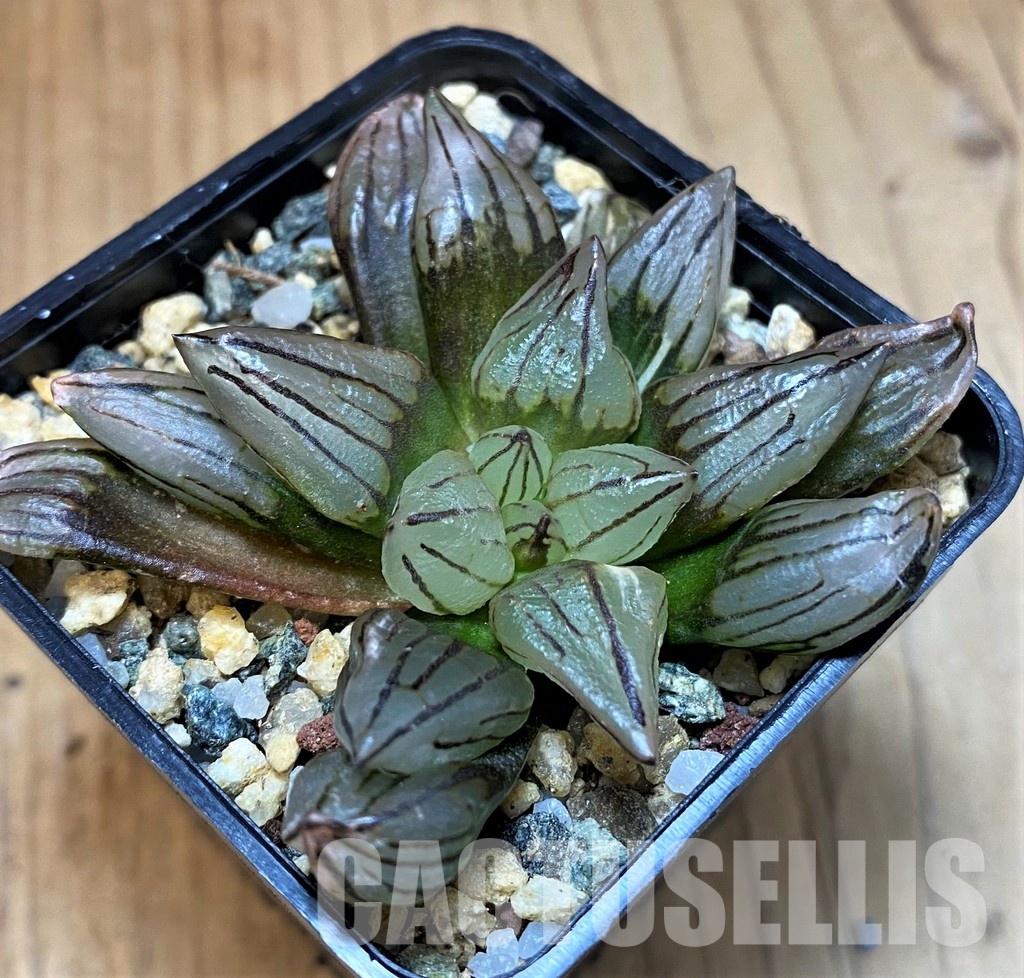 SH31314 Haworthia atrofusca 'Watermelon' ex f. variegata - Image 2