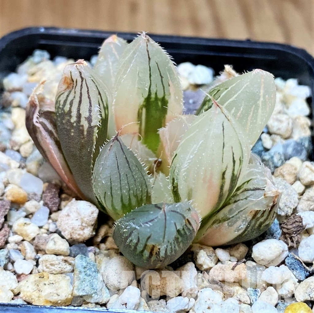 SH31315 Haworthia obtusa 'Black' f. variegata - Image 2