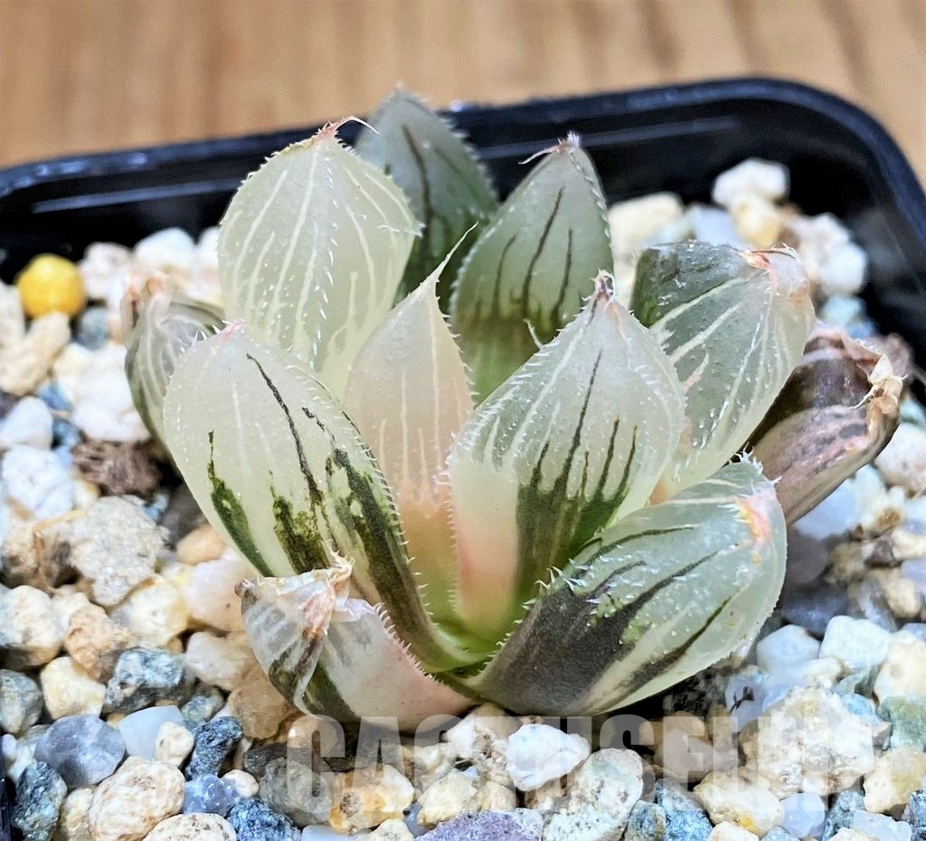 SH31315 Haworthia obtusa 'Black' f. variegata