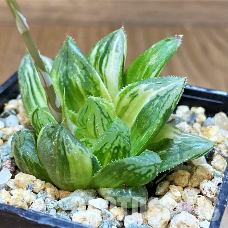 SH31316 Haworthia obtusa f. variegata RU2